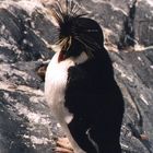 Pinguin 1