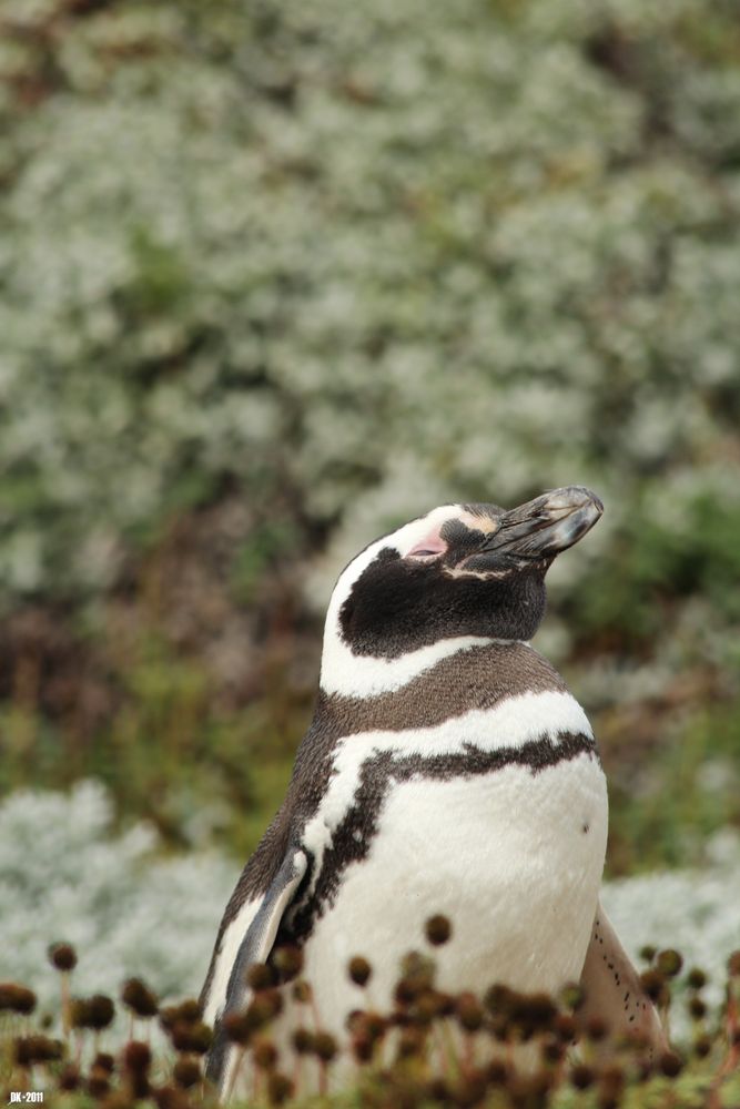 Pinguin 1