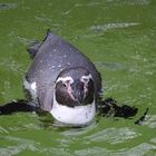 pinguin