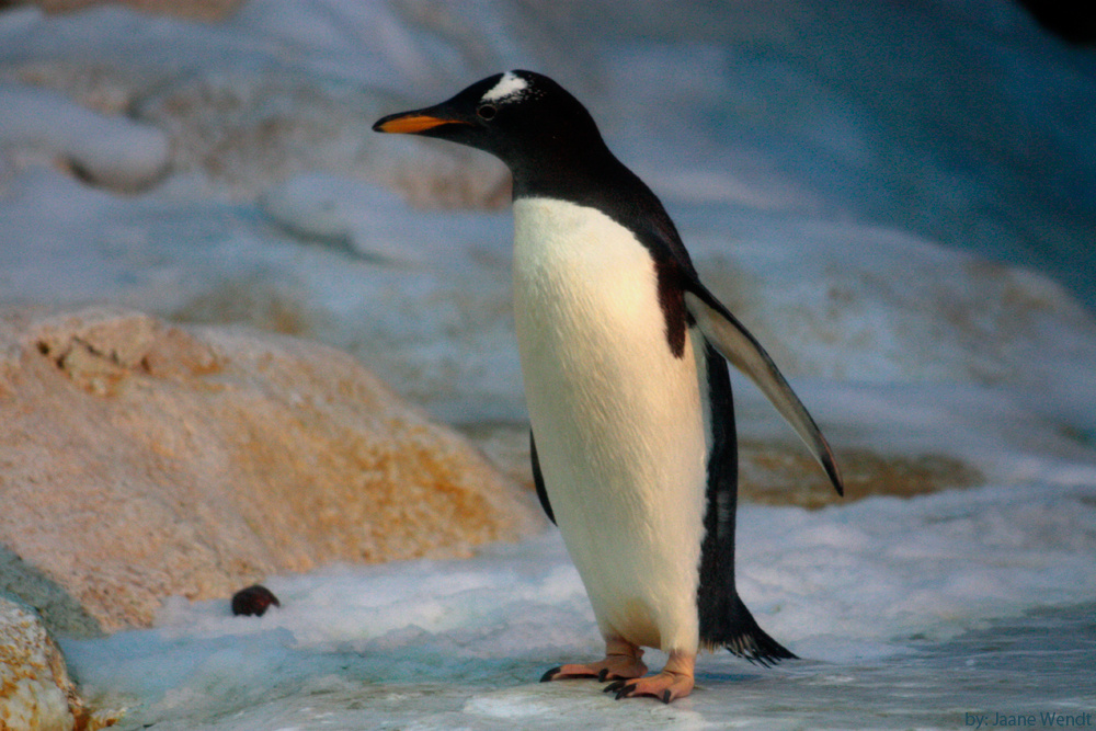 Pinguin Foto & Bild | tiere, zoo, wildpark & falknerei ... Pinguin Foto & Bild | tiere, zoo, wildpark & falknerei ...