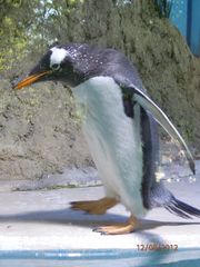 Pinguin