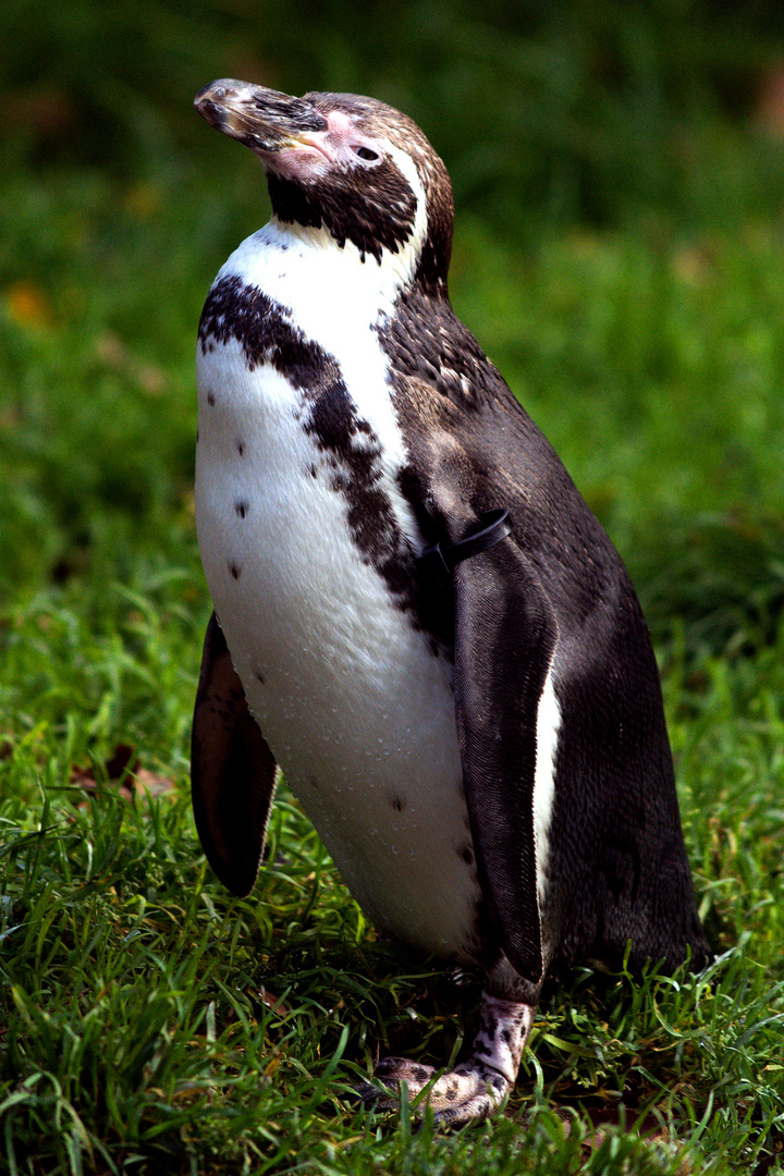 Pinguin Foto & Bild | tiere, zoo, wildpark & falknerei, tier Bilder auf ...