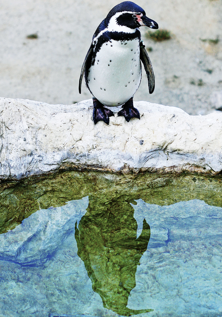 Pinguin