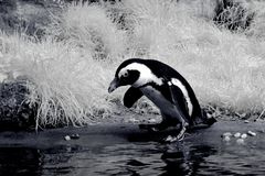 Pinguin 2