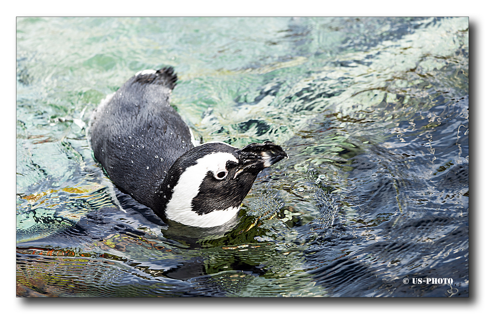 Pinguin #2