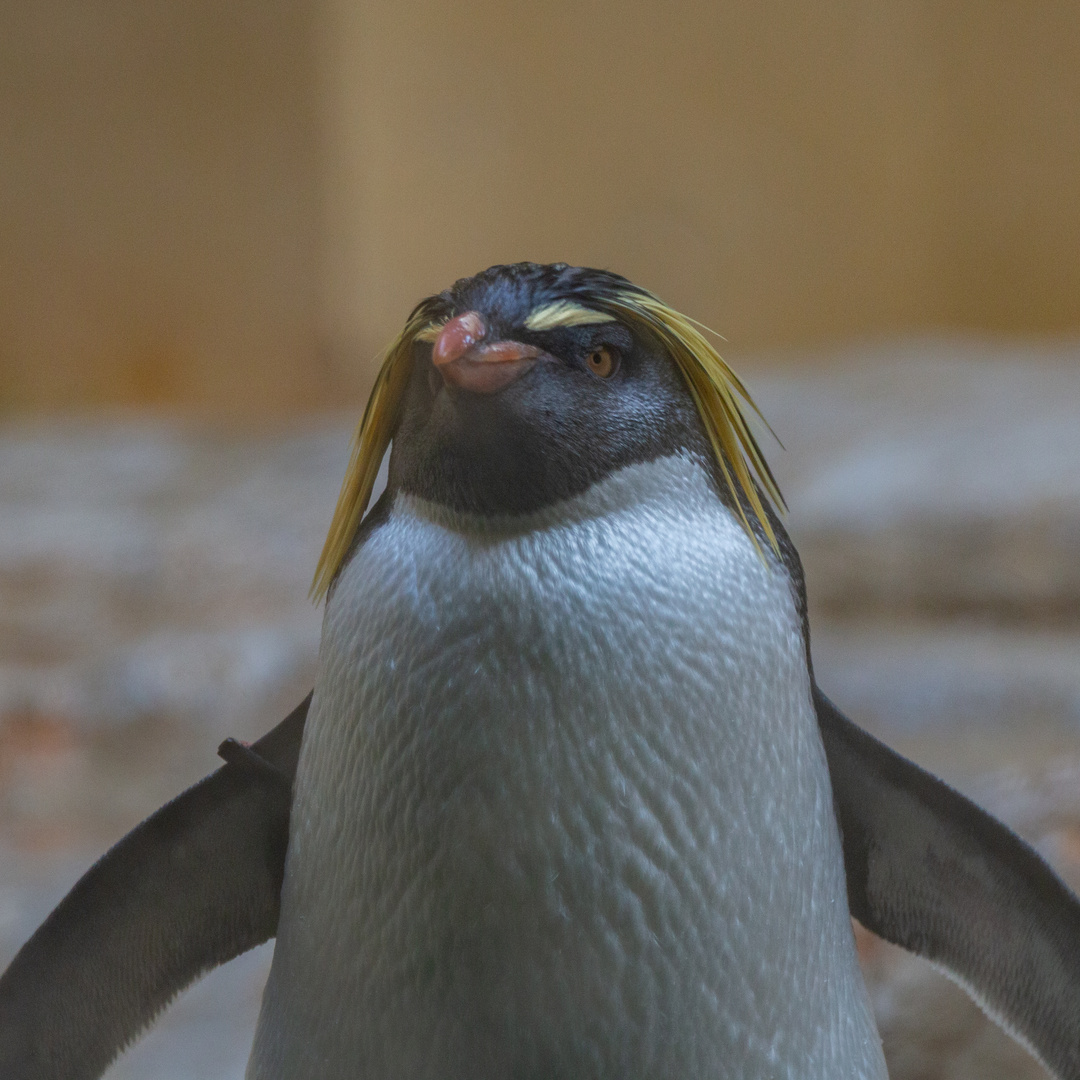 Pinguin 2