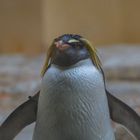 Pinguin 2