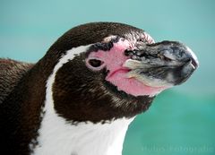 Pinguin 2