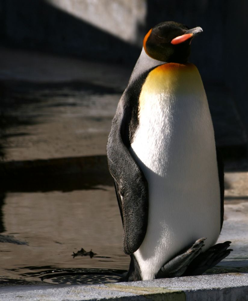 Pinguin