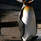 Pinguin