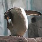 Pinguin