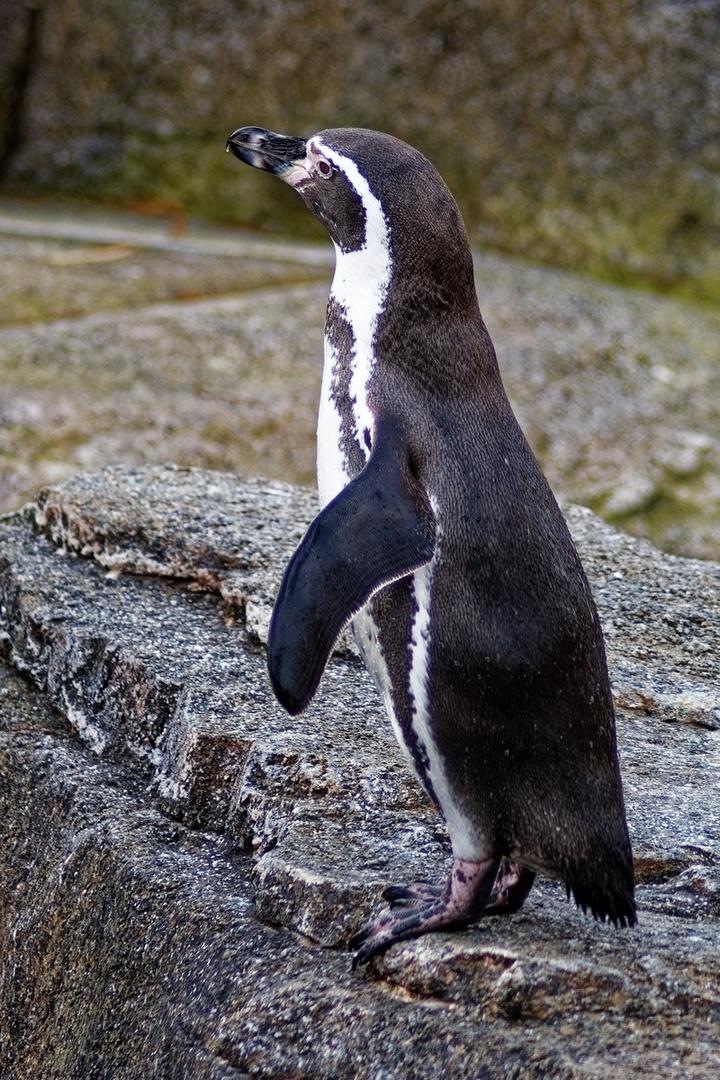 Pinguin Foto & Bild | natur, zoo, tiere Bilder auf fotocommunity