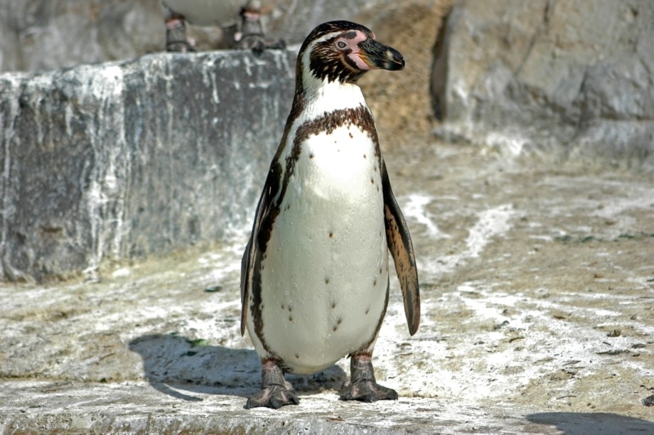 Pinguin