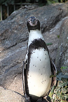 Pinguin