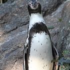 Pinguin