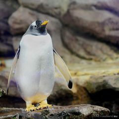 Pinguin