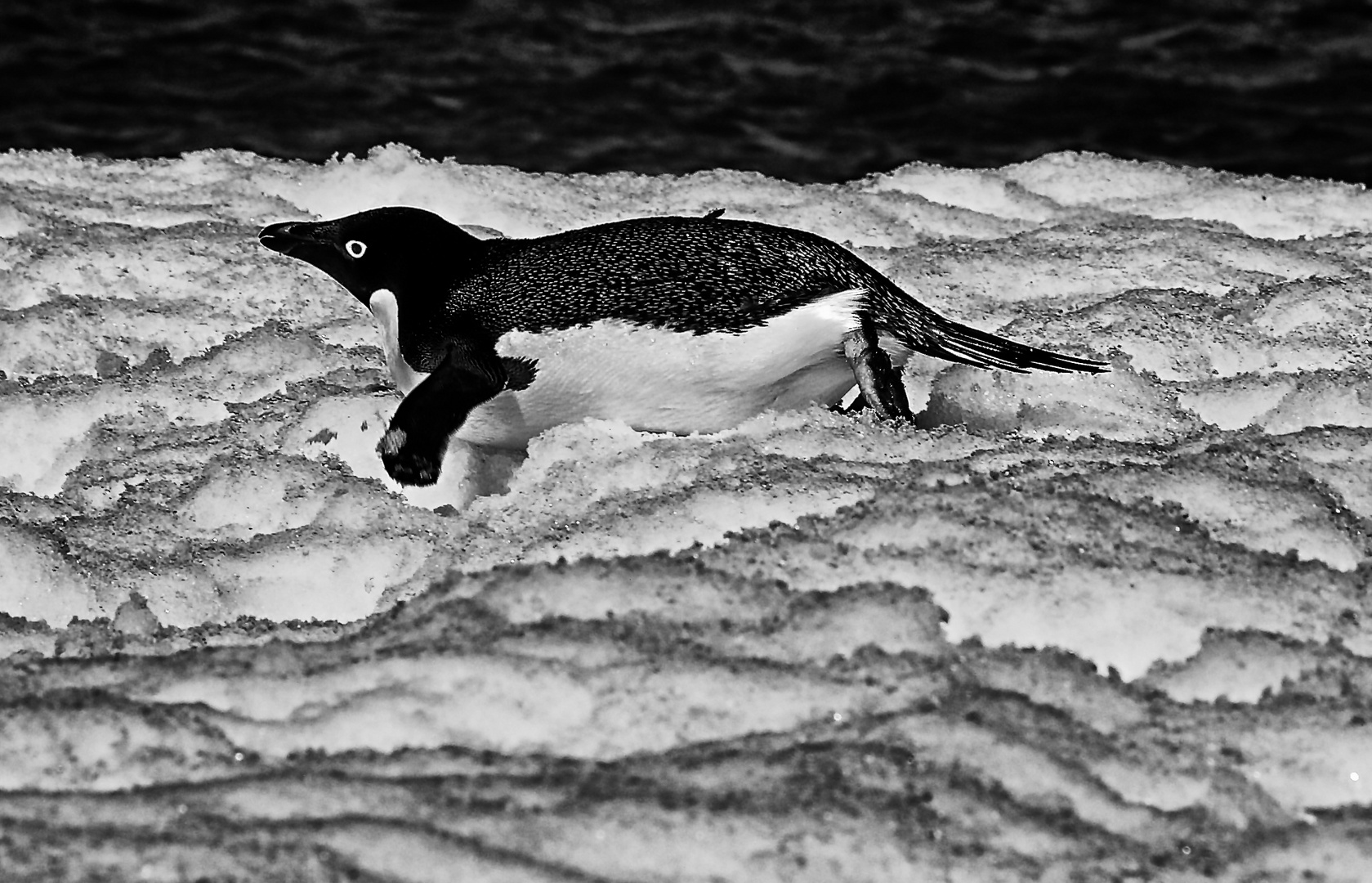 pinguin Foto & Bild | tiere, wildlife, wild lebende vögel Bilder