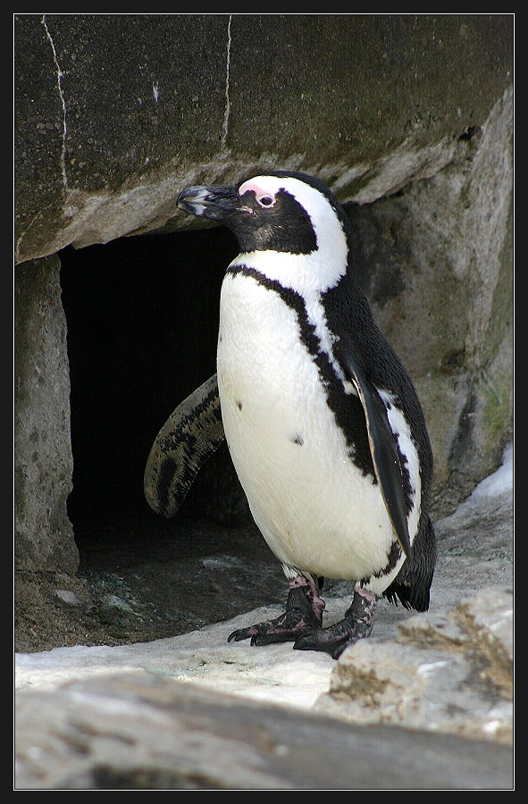 Pinguin