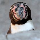 Pinguin