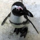 Pinguin :)