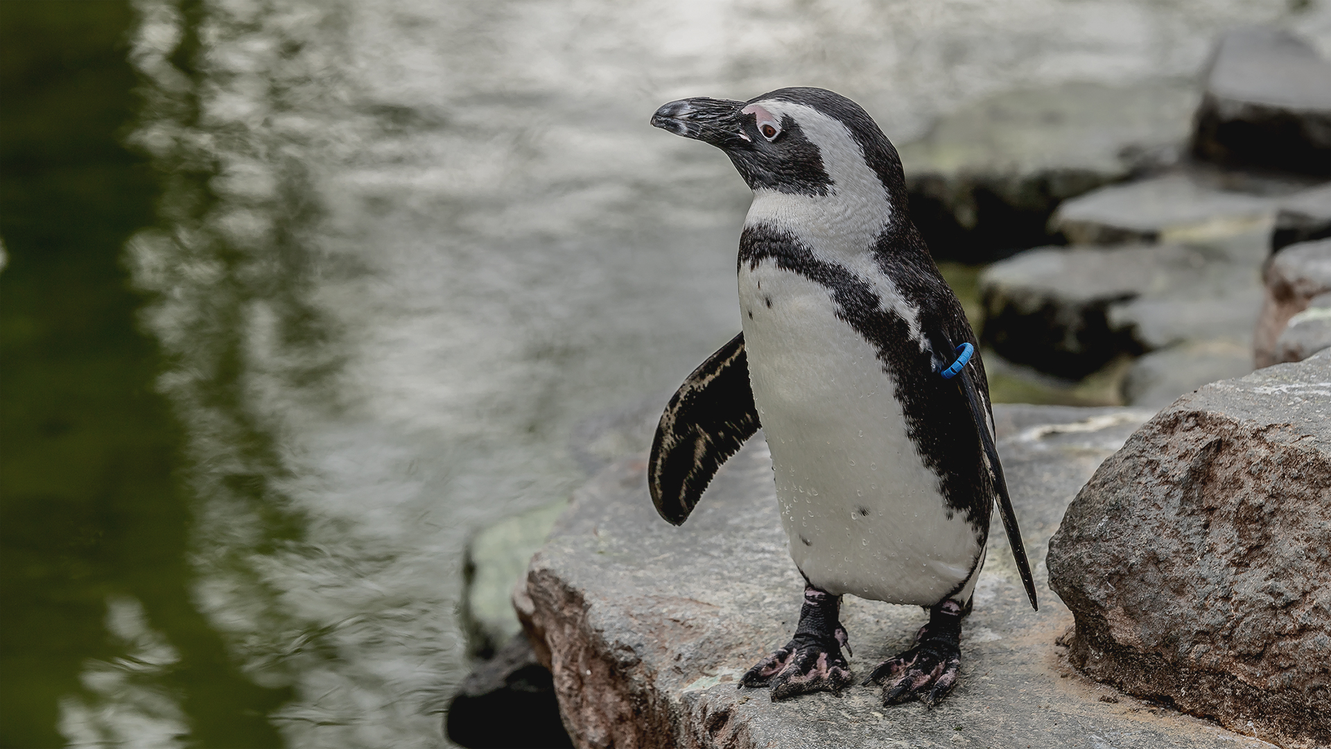 Pinguin Foto & Bild | tiere, zoo, wildpark & falknerei, vögel Bilder ...