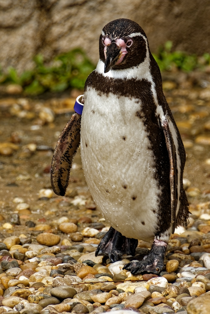 Pinguin