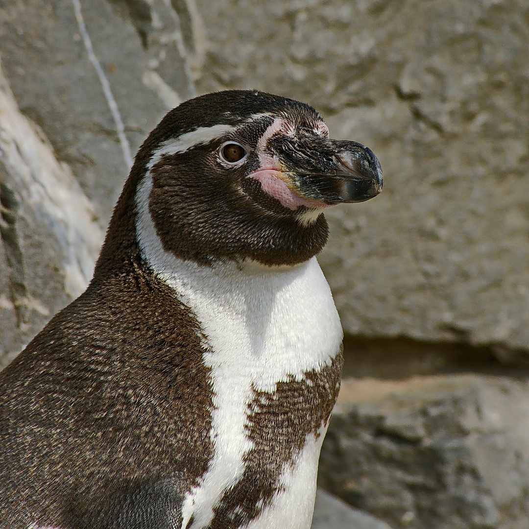 Pinguin Foto & Bild | natur, vögel, zoo köln Bilder auf fotocommunity