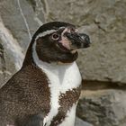 Pinguin