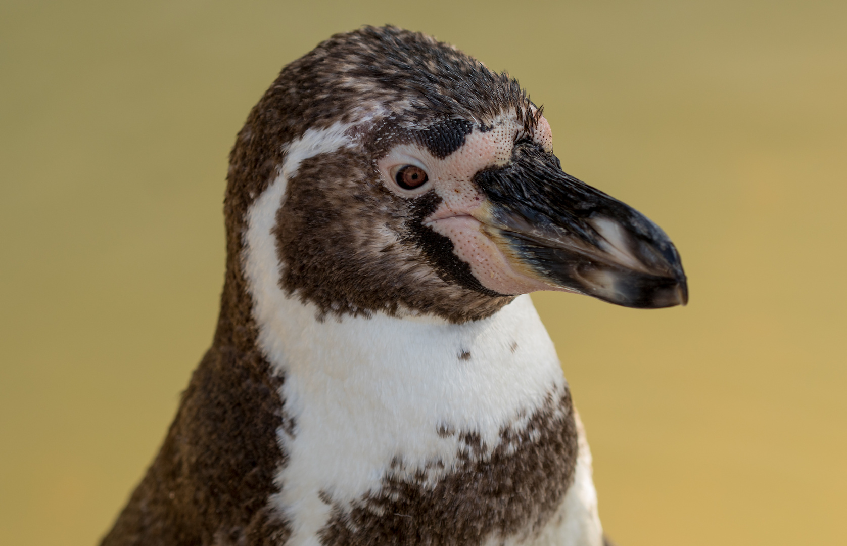 Pinguin Foto & Bild | tiere, zoo, wildpark Bilder auf fotocommunity