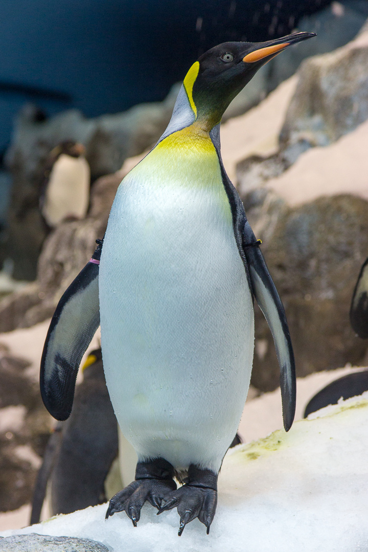 Pinguin