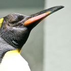 Pinguin