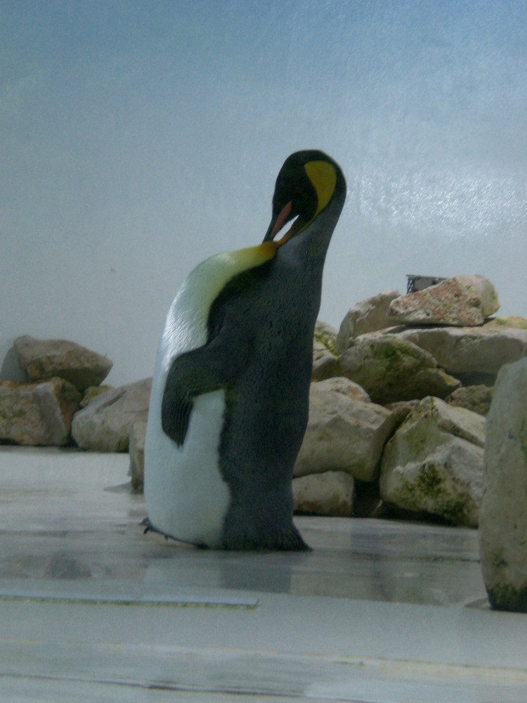 Pinguin von K.Friese 