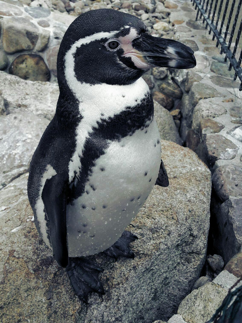 Pinguin