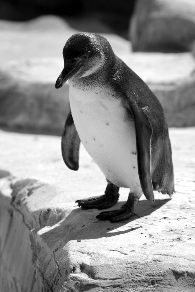 pinguin