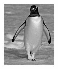 Pinguin ..