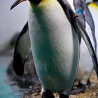 Pinguin