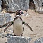 Pinguin