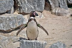 Pinguin