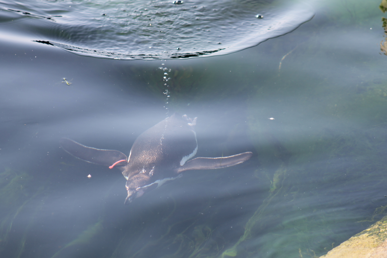 Pinguin am abtauchen