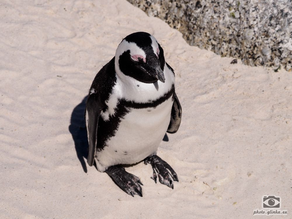 Pinguin am Boulders Beach