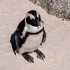 Pinguin am Boulders Beach