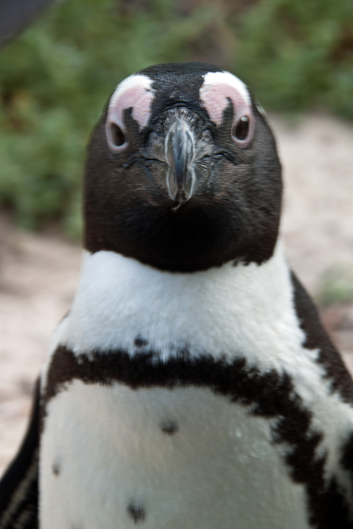 Pinguin am Boulders Beach in Südafrika