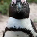 Pinguin am Boulders Beach in Südafrika