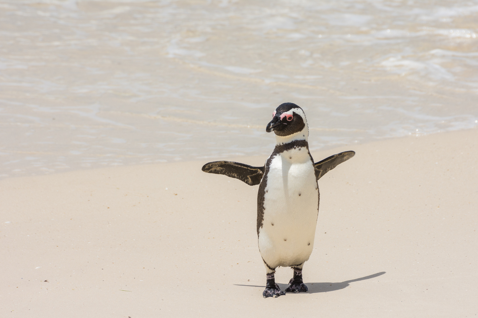 Pinguin am Boulders Beach, Südafrika