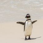 Pinguin am Boulders Beach, Südafrika