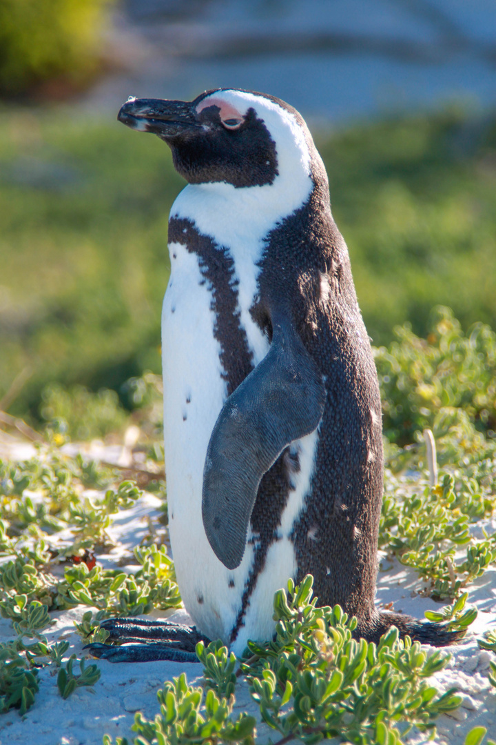 Pinguin am Kap (SA)