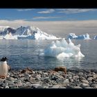 Pinguin am Strand von Cuverville Island