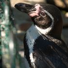 Pinguin am Zaun