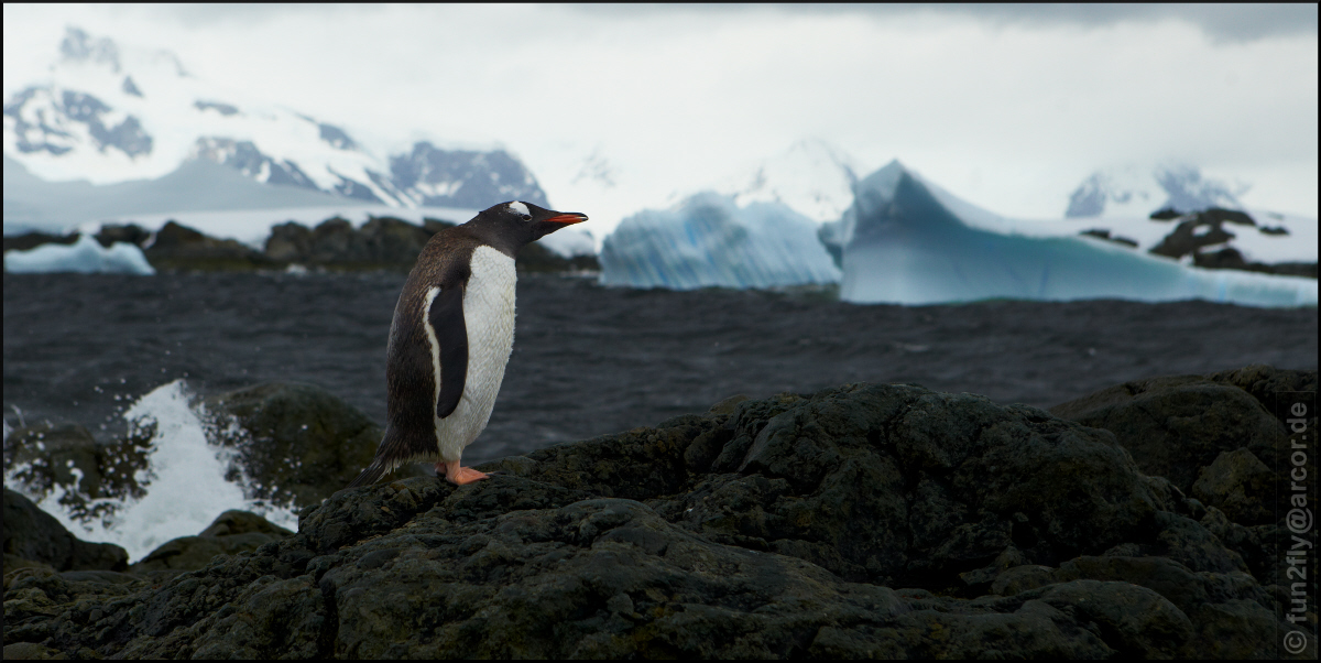 Pinguin at Wilhelmina Bay