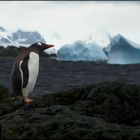 Pinguin at Wilhelmina Bay